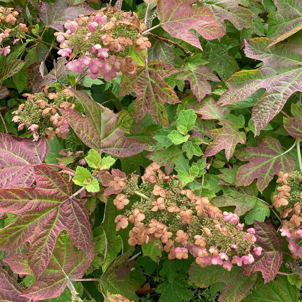 Eichenblatt-Hortensie Ruby Slippers - Hydrangea quercifolia