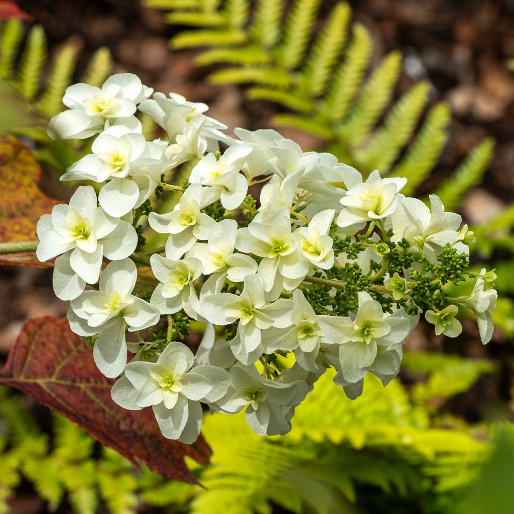 Eichenblatt-Hortensie Snowflake - Hydrangea quercifolia