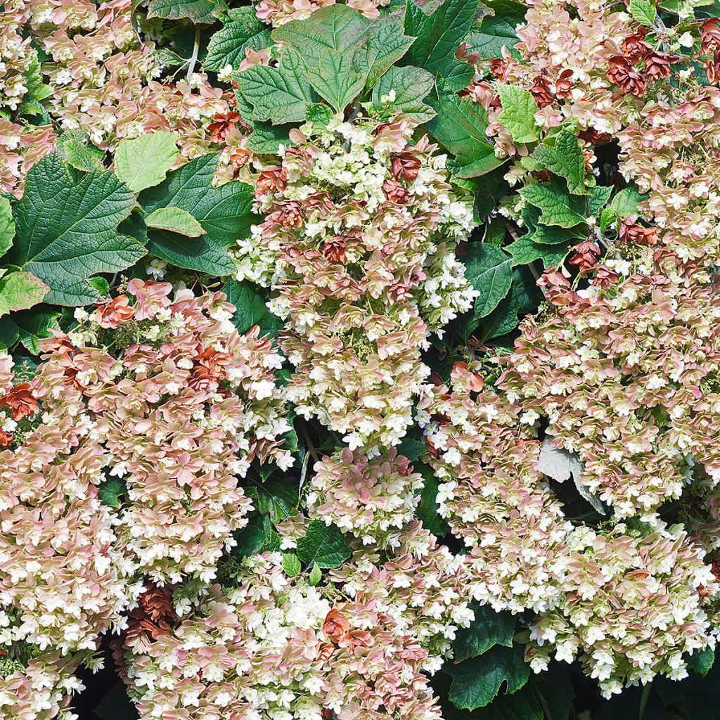Eichenblatt-Hortensie Snowflake - Hydrangea quercifolia