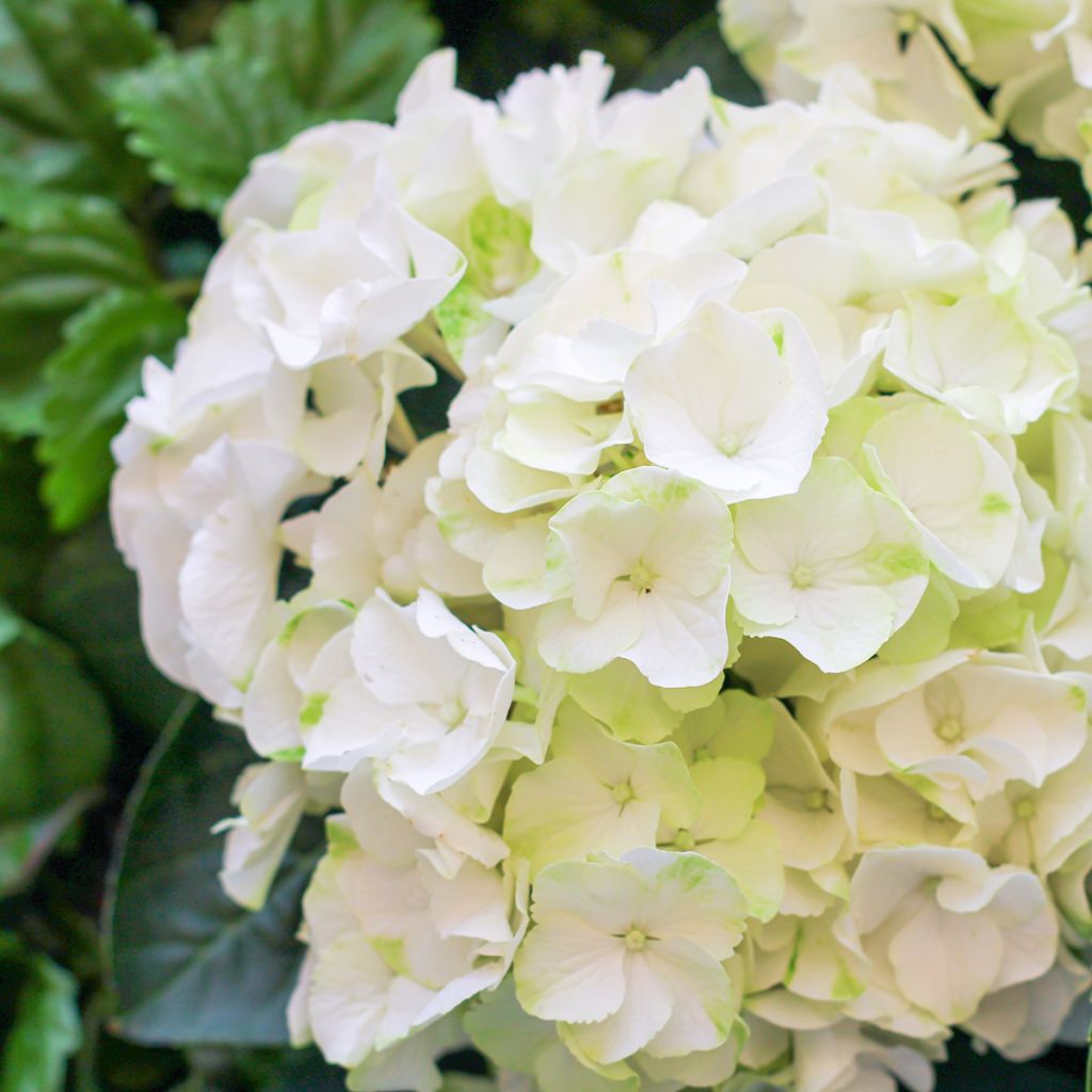 Hydrangea macrophylla Bright White - Bauernhortensie