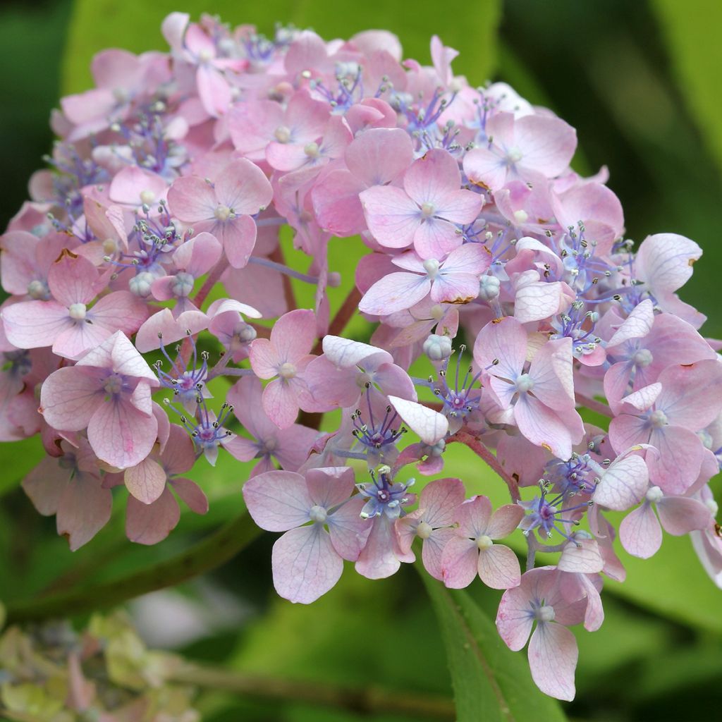 Hydrangea macrophylla Spreading beauty - Bauernhortensie