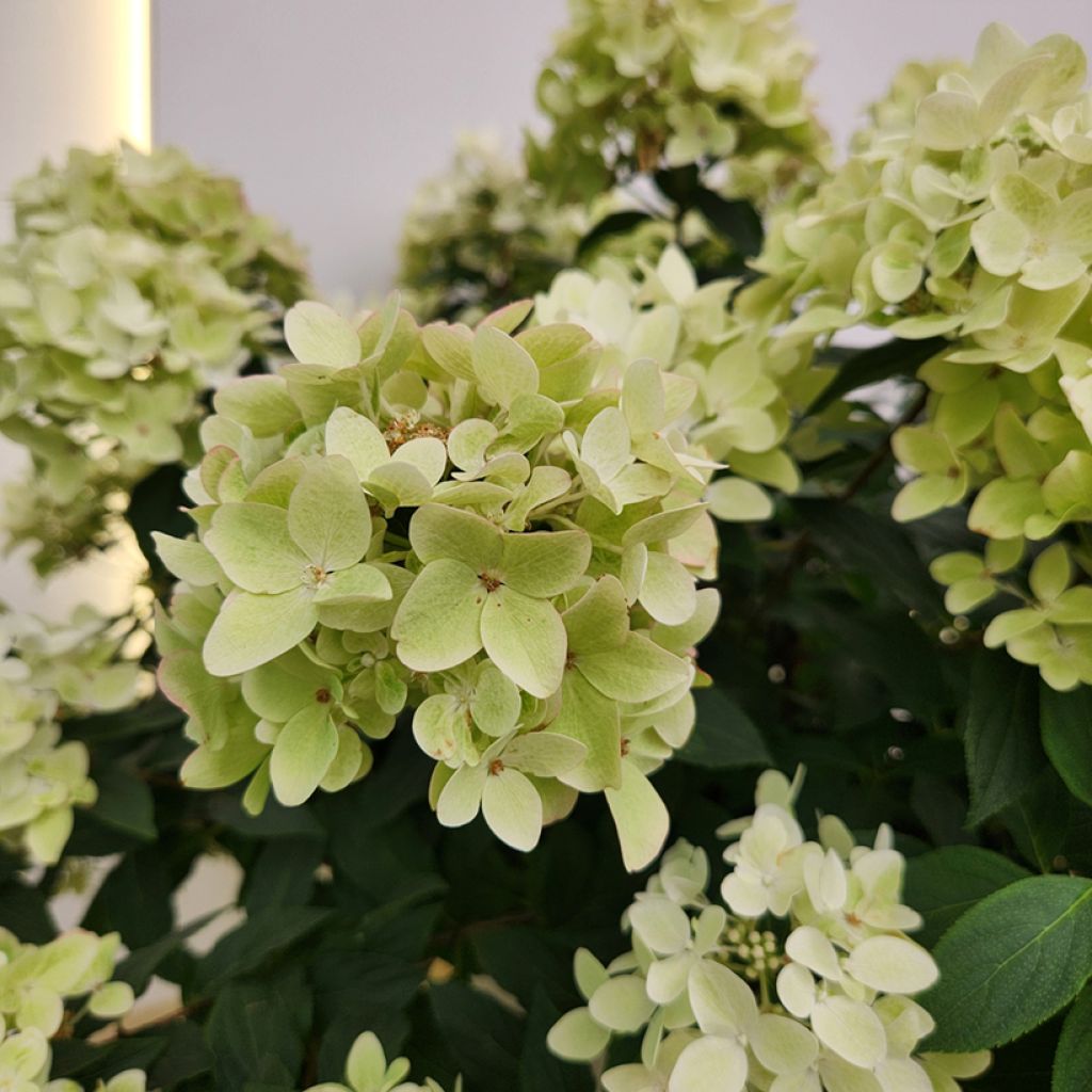 Rispenhortensie Groundbreaker Ruby - Hydrangea paniculata