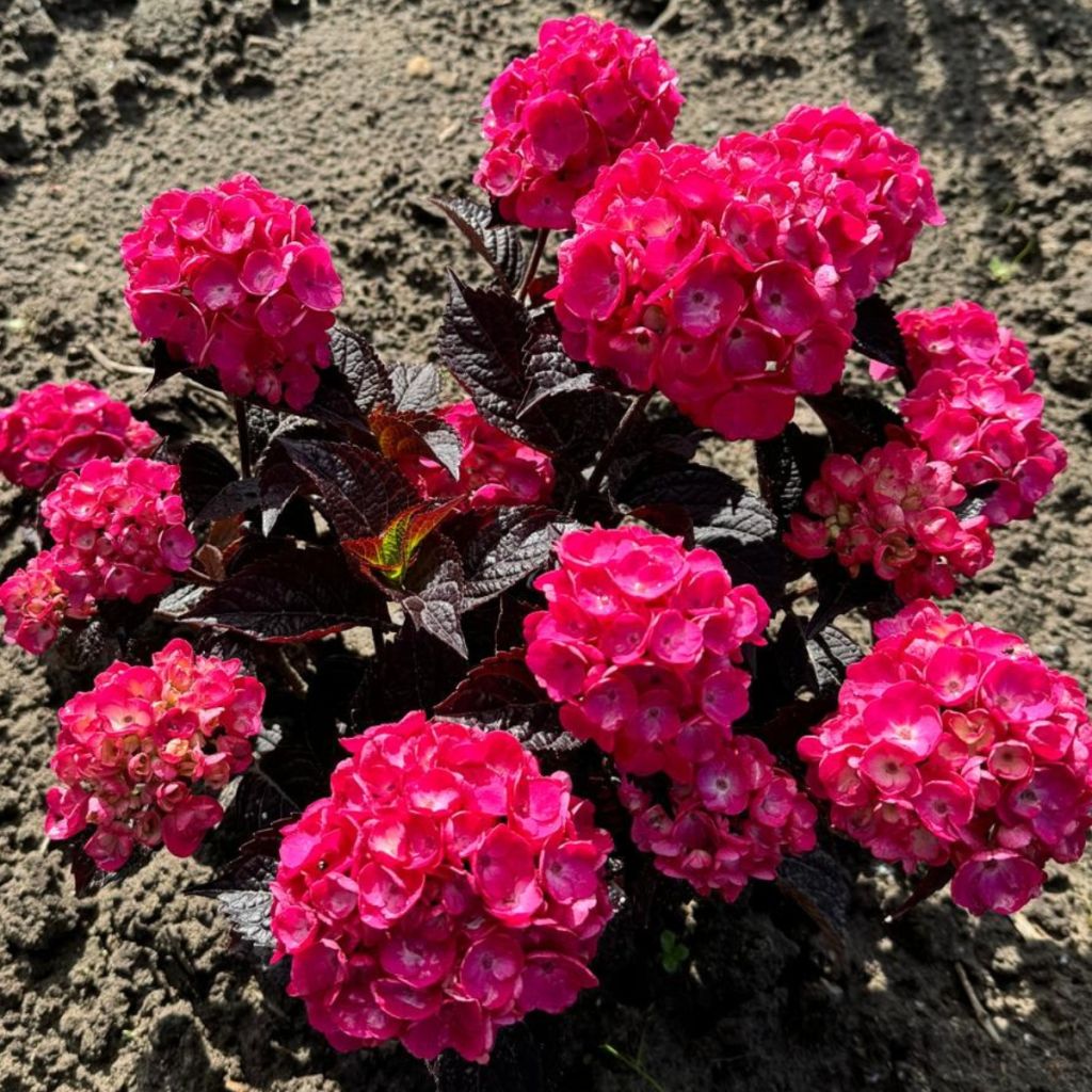 Hydrangea serrata Choco Strawberry - Tellerhortensie