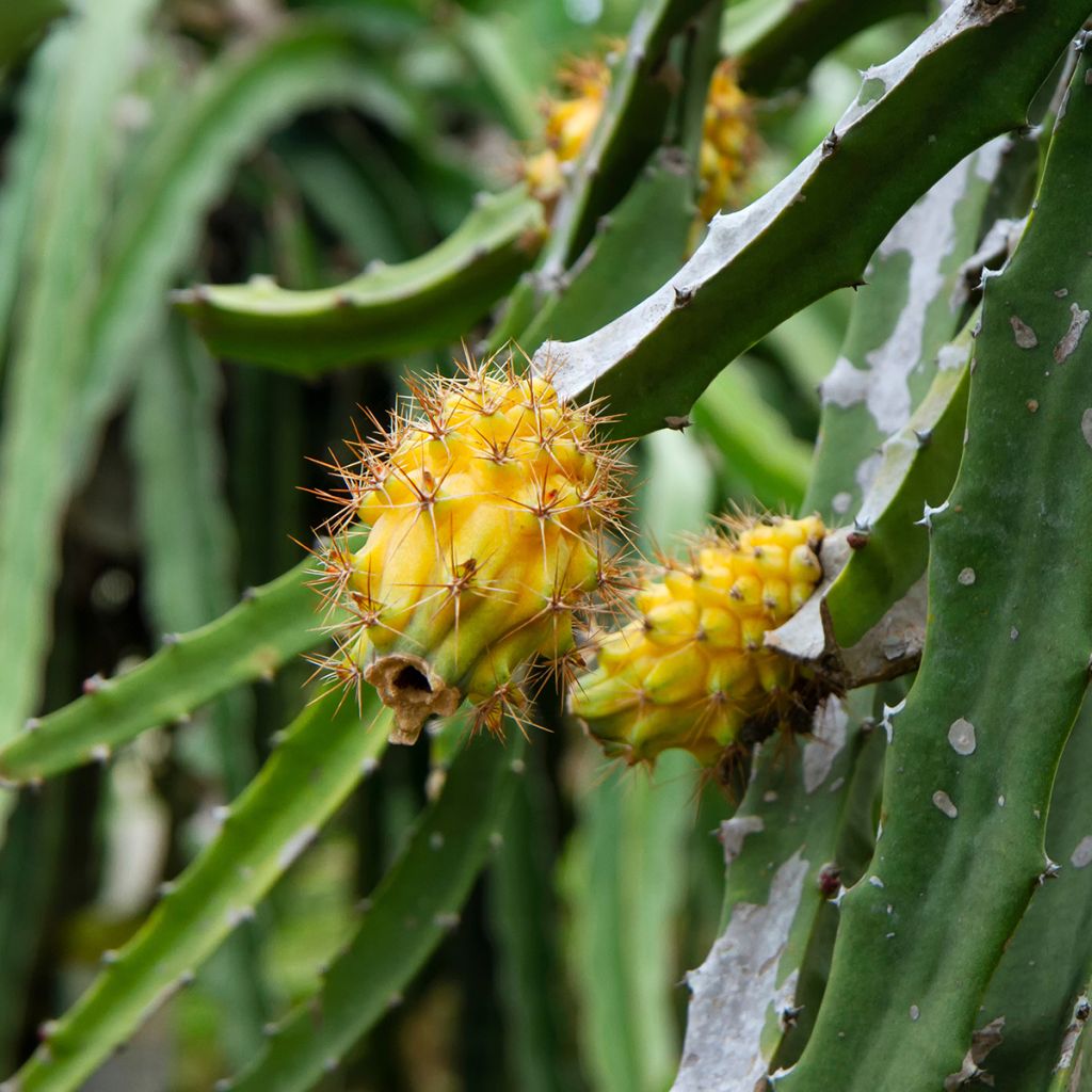 Hylocereus megalanthus - Gelbe Pitahaya