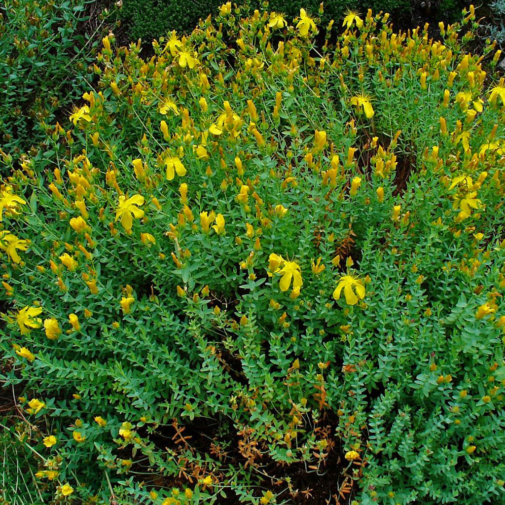 Hypericum olympicum - Millepertuis grec