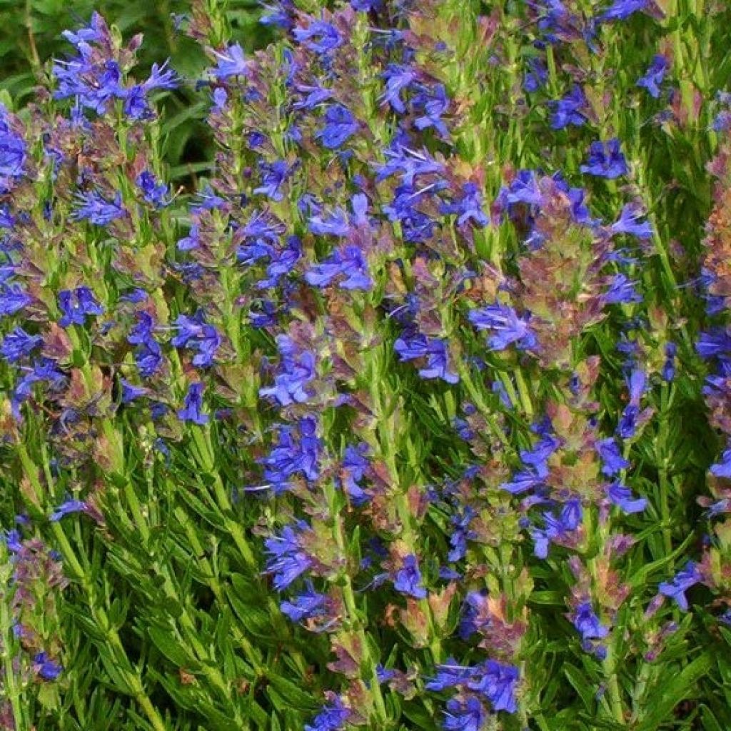 Hyssopus officinalis Aristatus - Hysope officinale naine