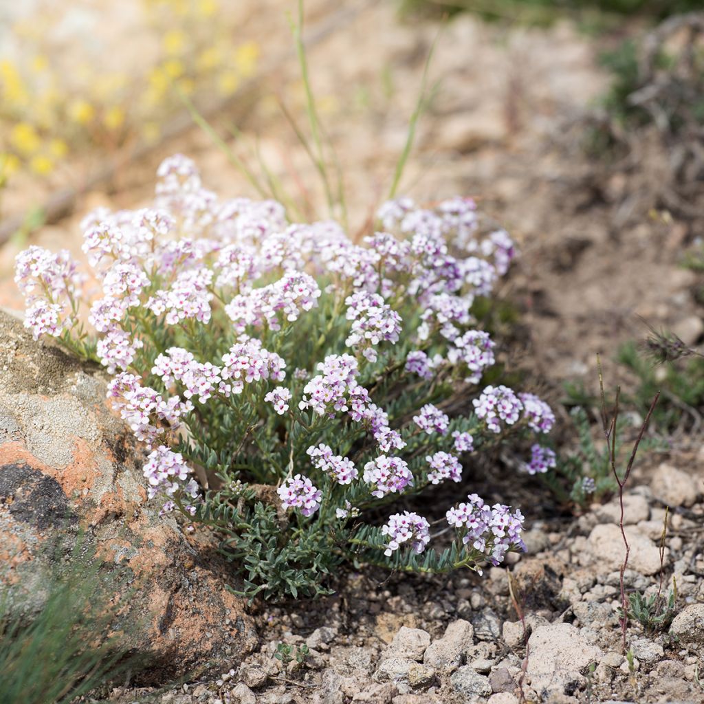 Iberis sempervirens Pink Ice - Immergrüne Schleifenblume
