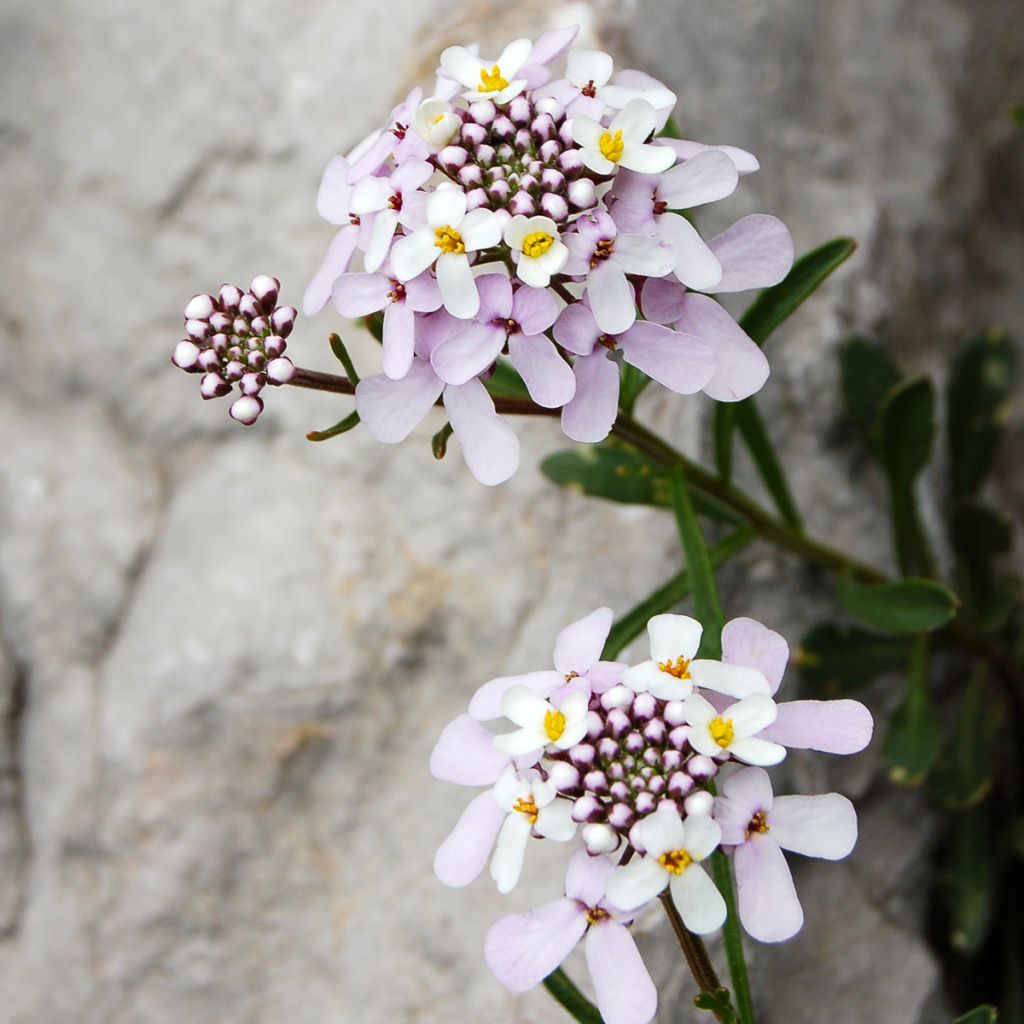 Iberis sempervirens Pink Ice - Immergrüne Schleifenblume