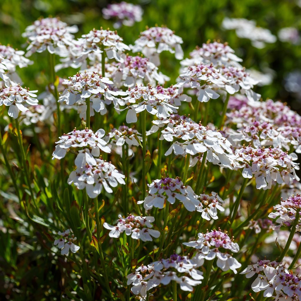 Iberis sempervirens Pink Ice - Immergrüne Schleifenblume