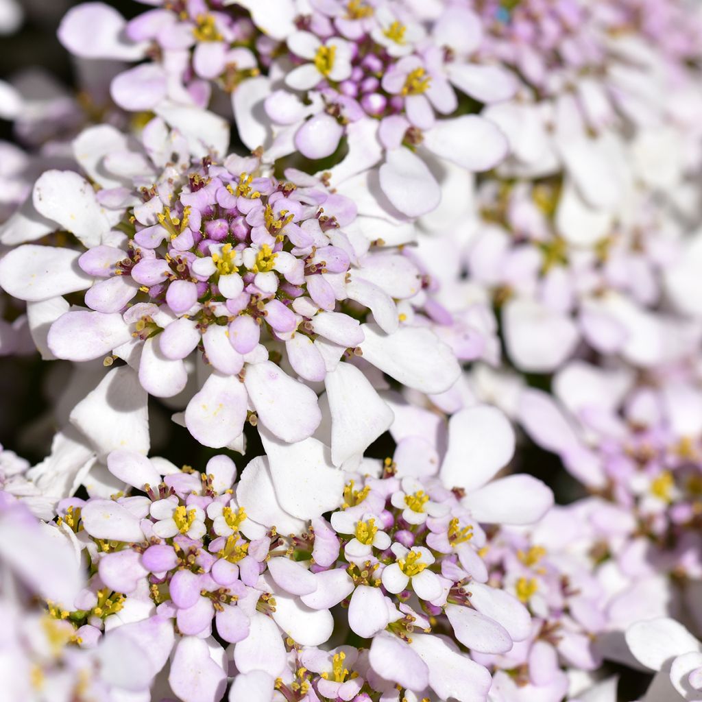 Iberis sempervirens Pink Ice - Immergrüne Schleifenblume