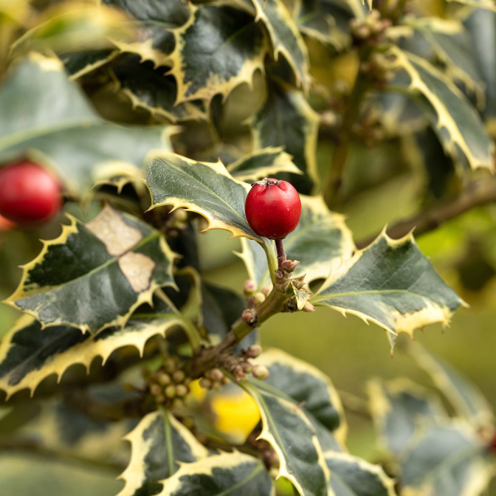 Weißbunte Stechpalme Silver Queen - Ilex aquifolium