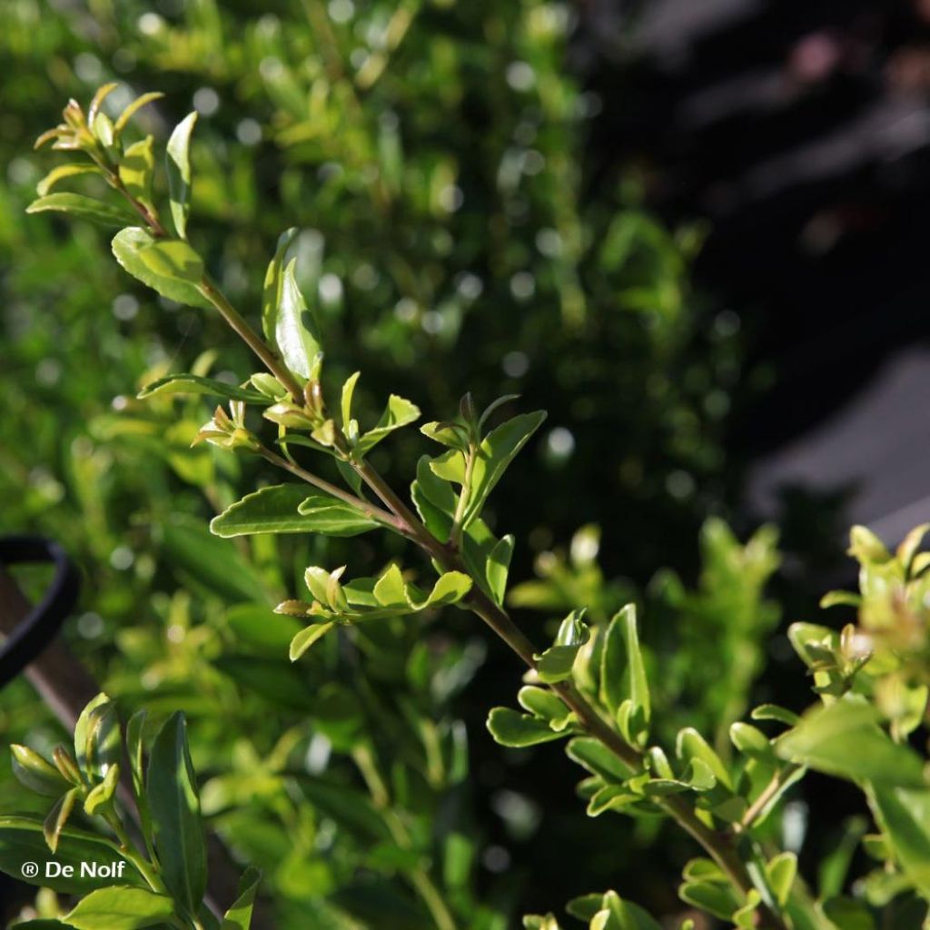 Ilex maximowicziana Kanehirae - Houx Mutchagara