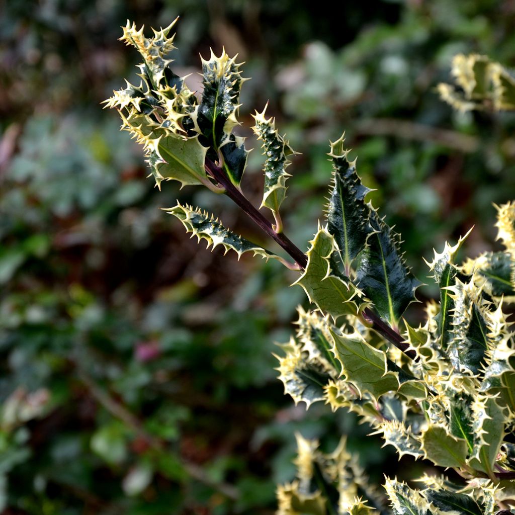Stechpalme Ferox Argentea - Ilex aquifolium