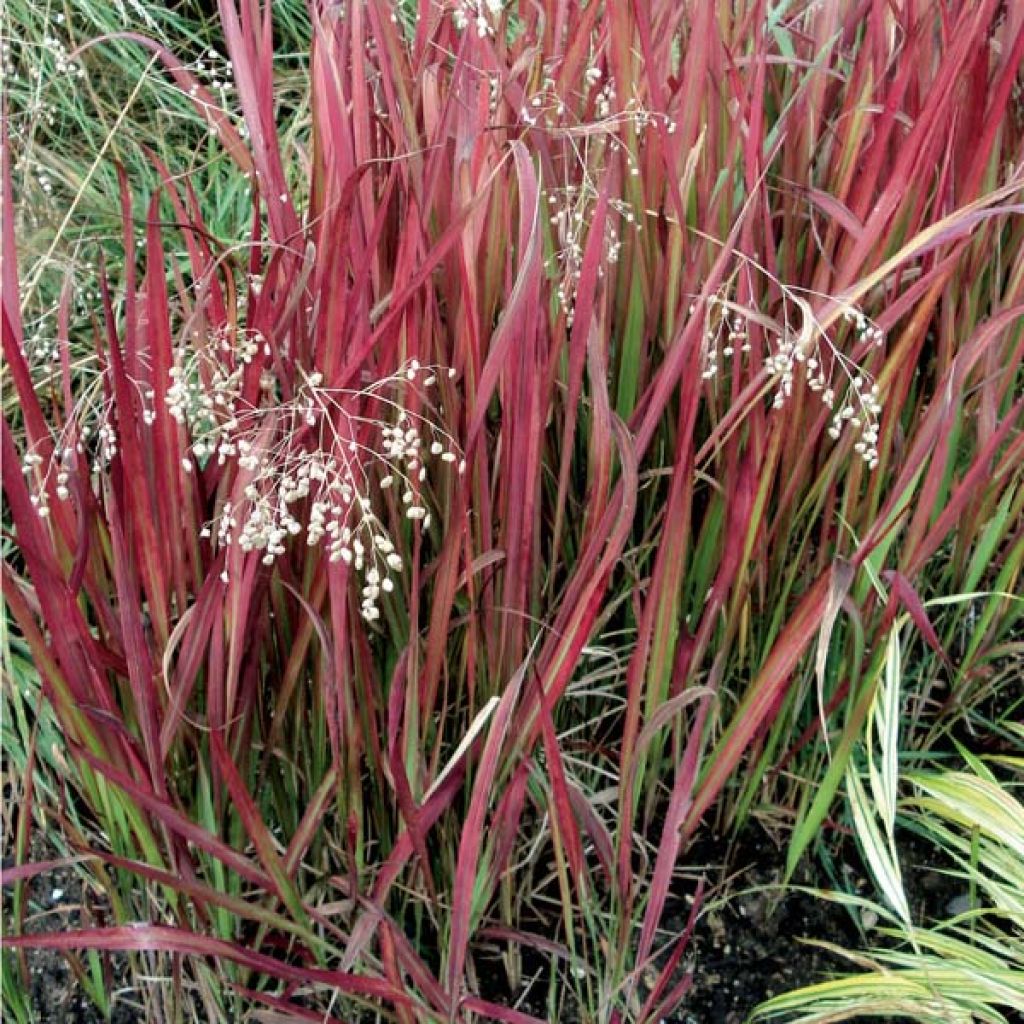 Imperata cylindrica Red Baron - Alang-Alang-Gras
