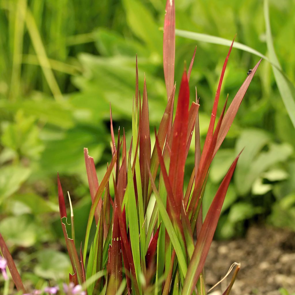 Imperata cylindrica Red Baron - Alang-Alang-Gras