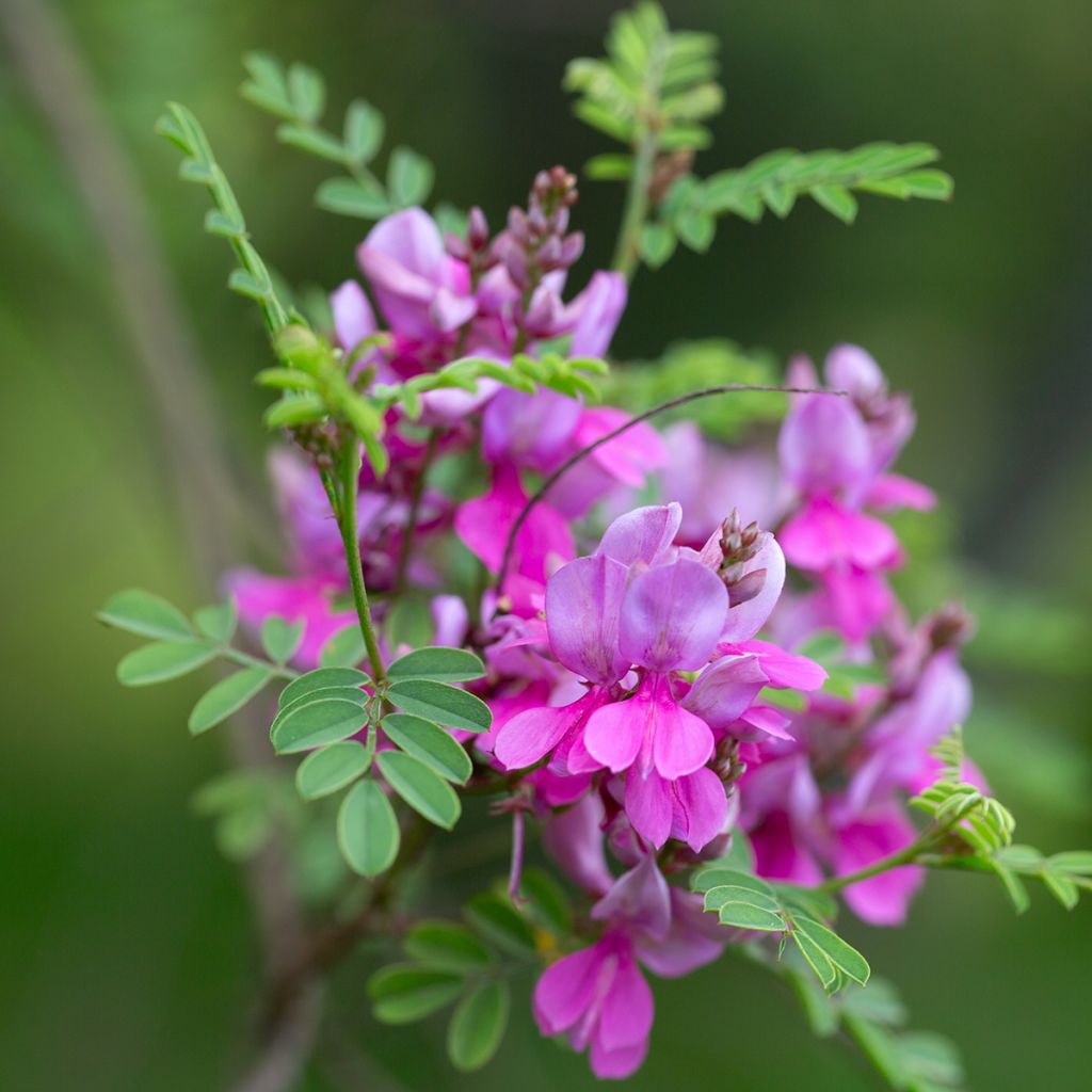 Indigofera heterantha - Himalaya -Indigostrauch