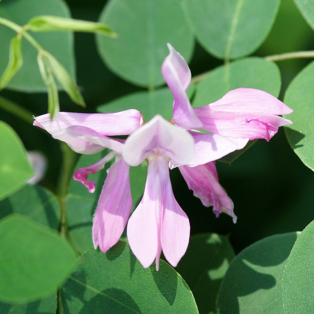 Indigofera kirilowii - Kirilows Indigostrauch