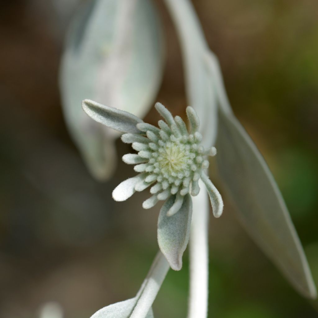 Inula candida subsp. verbascifolia - Alant