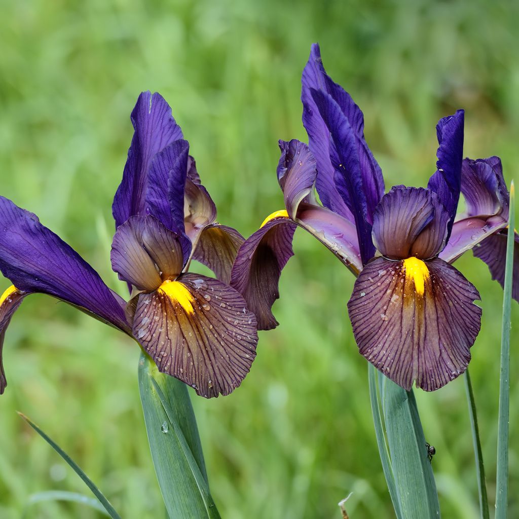Iris hollandica Eye of the Tiger - Holländische Schwertlilie