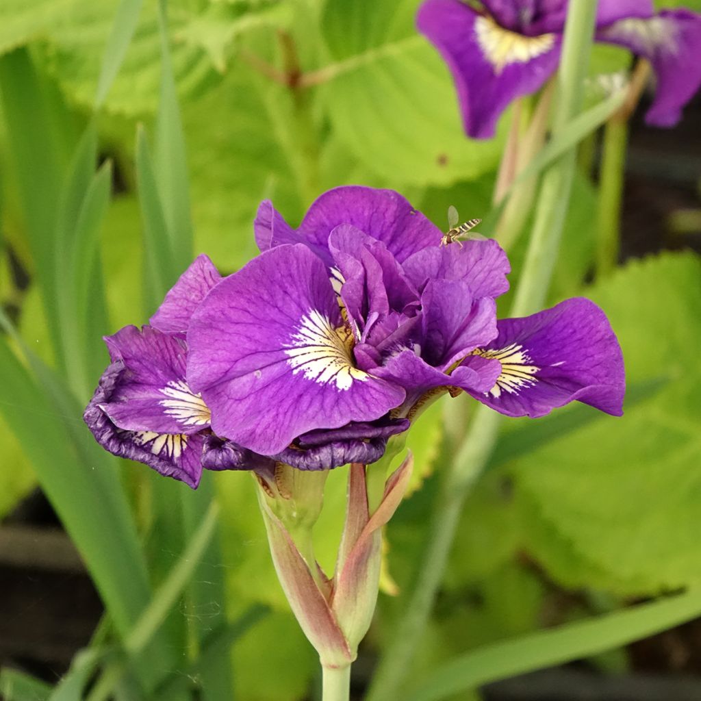 Iris sibirica Double Standard - Sibirische Schwertlilie