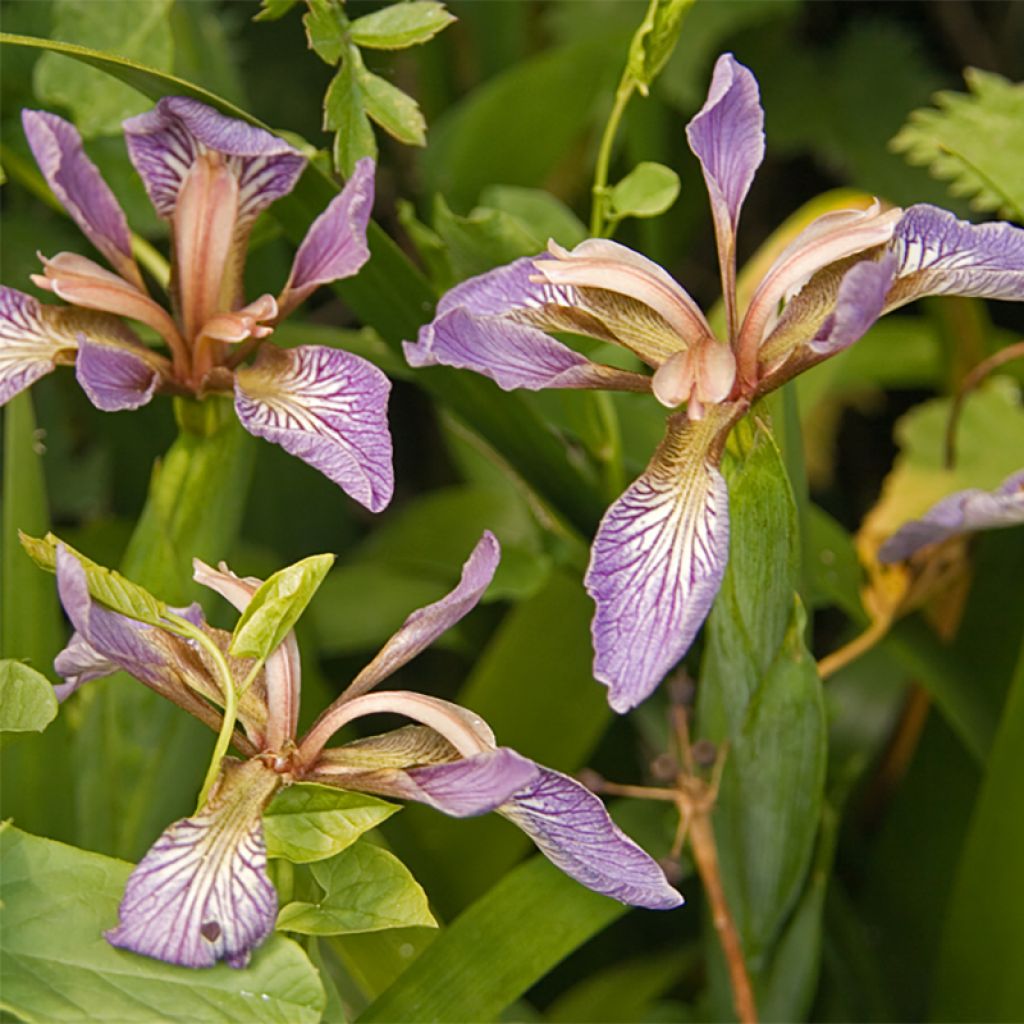 Iris foetidissima - Stinkende Schwertlilie