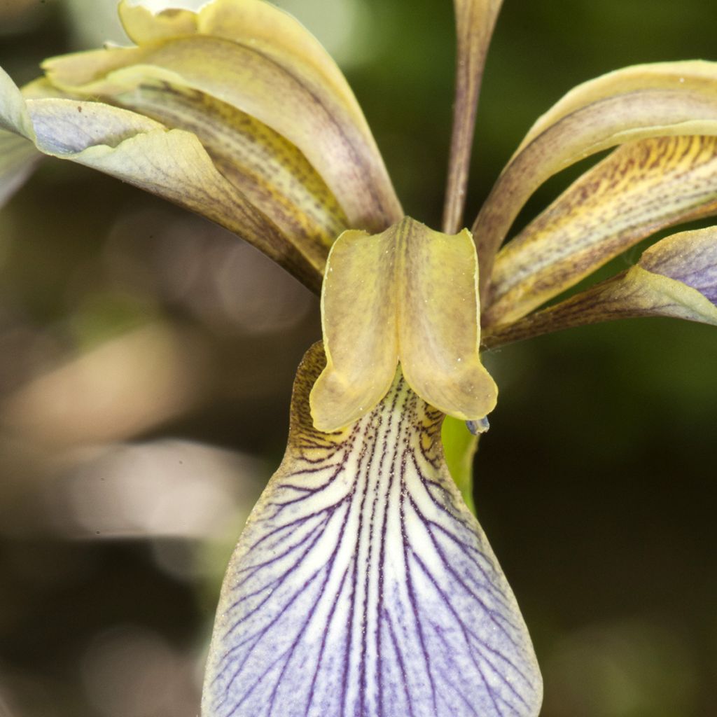 Iris foetidissima - Stinkende Schwertlilie