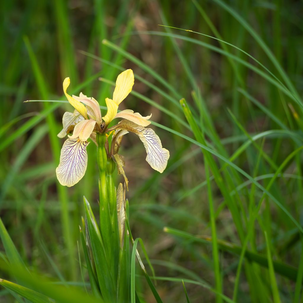 Iris foetidissima - Stinkende Schwertlilie