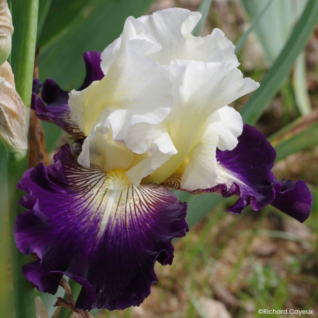 Iris Aubigny Auld Alliance - Schwertlilie
