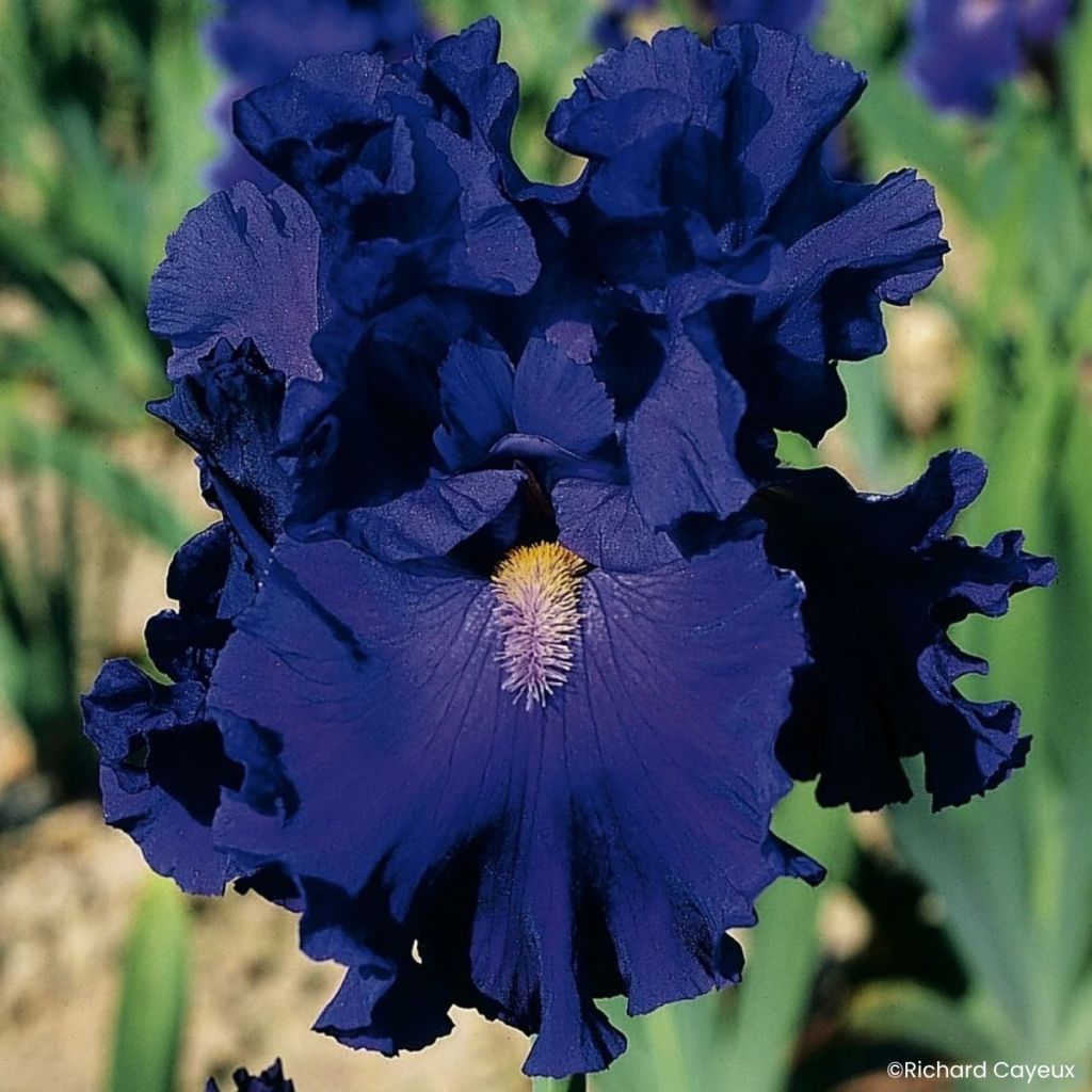 Iris Blue Suede Shoes - Schwertlilie