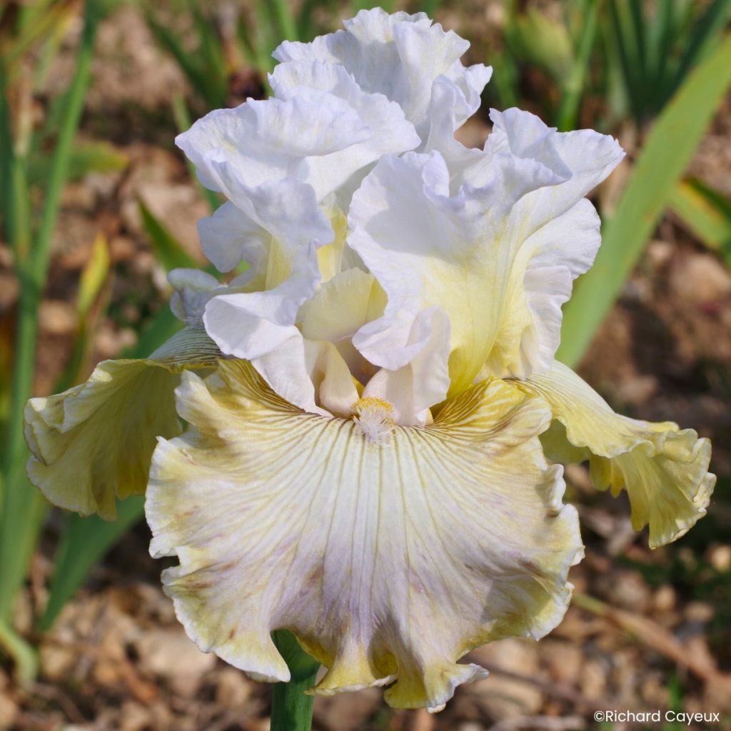 Iris Danseuse d’Asie - Schwertlilie