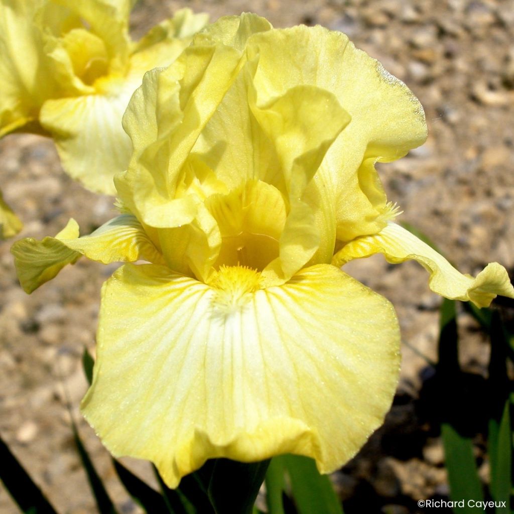 Iris Barbata-Media Maui Moonlight - Mittelhohe Bart-Iris
