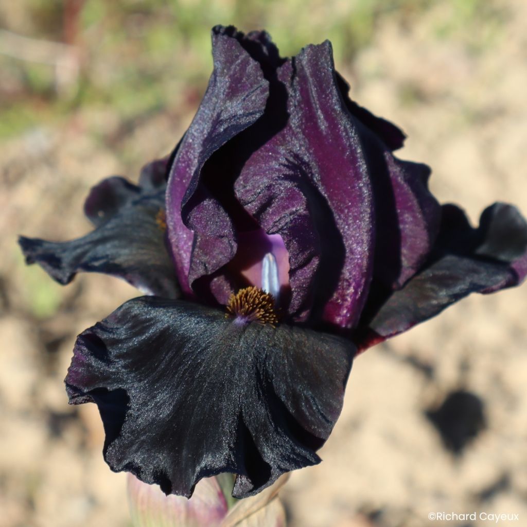 Iris Sinister Desire - Schwertlilie
