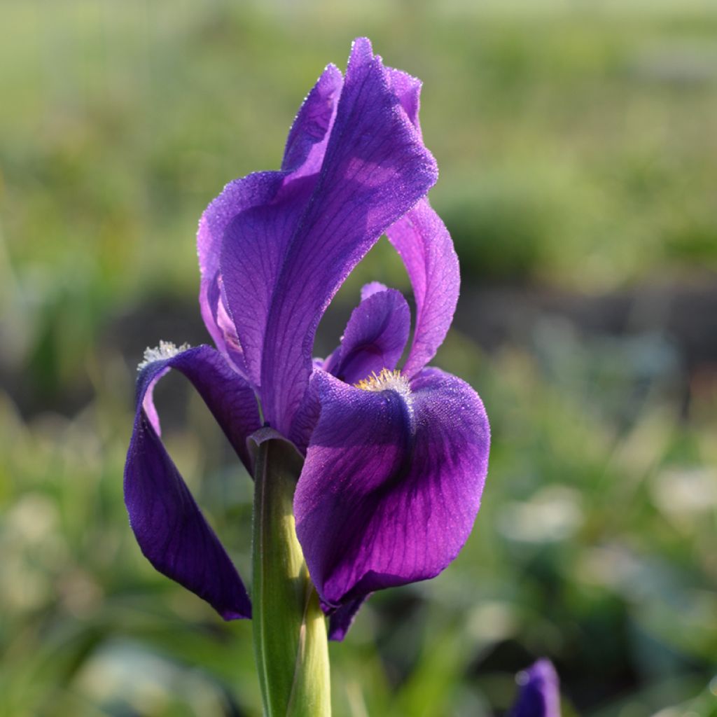Iris hoogiana - Schwertlilie