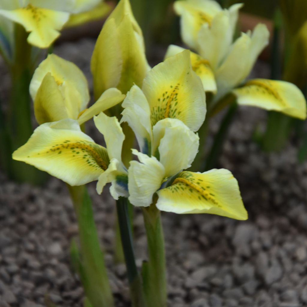 Iris reticulata North Star - Netzblatt-Schwertlilie