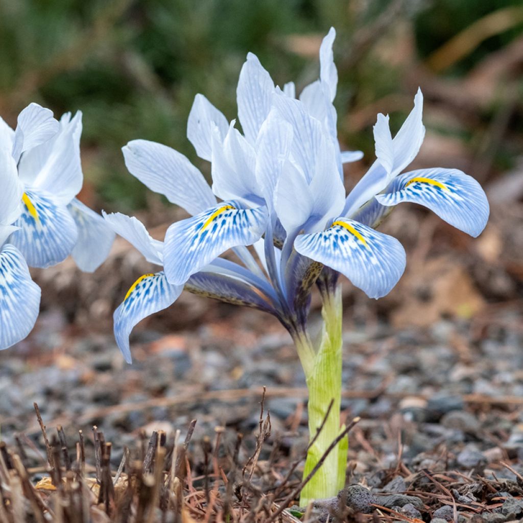 Iris reticulata Sheila Ann Germaney - Iris réticulé