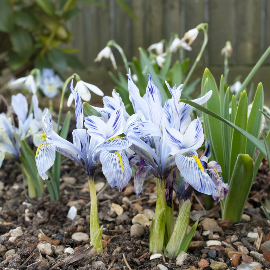 Iris reticulata Sheila Ann Germaney - Iris réticulé