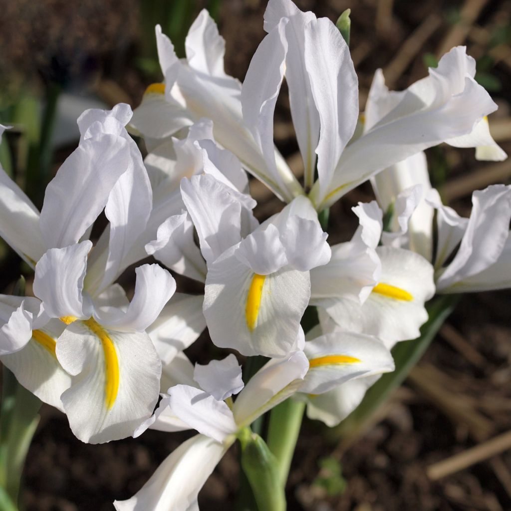 Iris reticulata White Caucasus - Iris réticulé