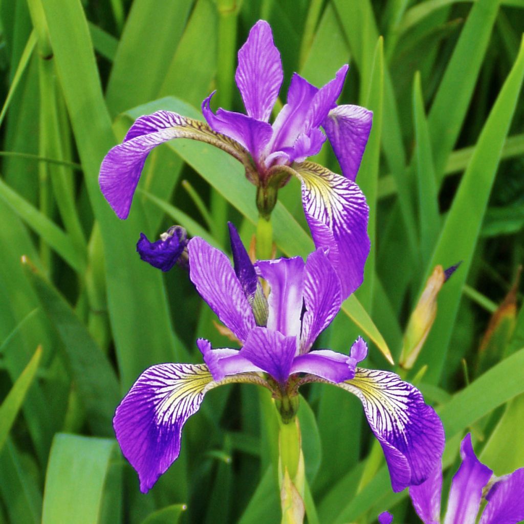 Iris versicolor Kermesina - Schillernde Schwertlilie