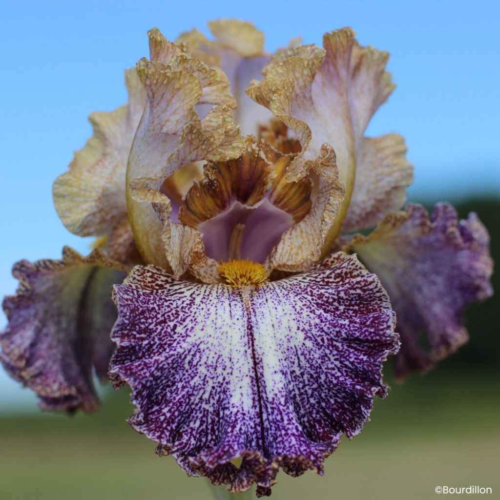 Iris Dipped in Dots - Schwertlilie