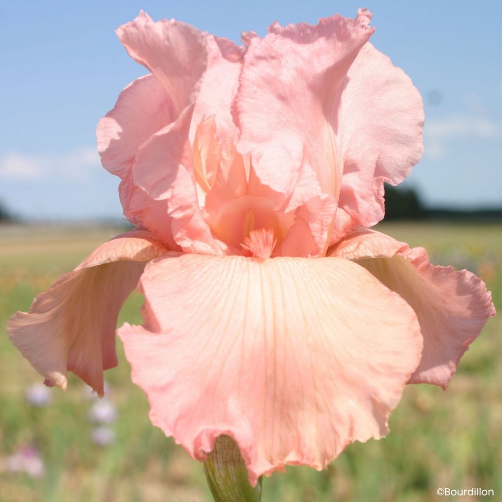 Iris Magical Encounter - Schwertlilie