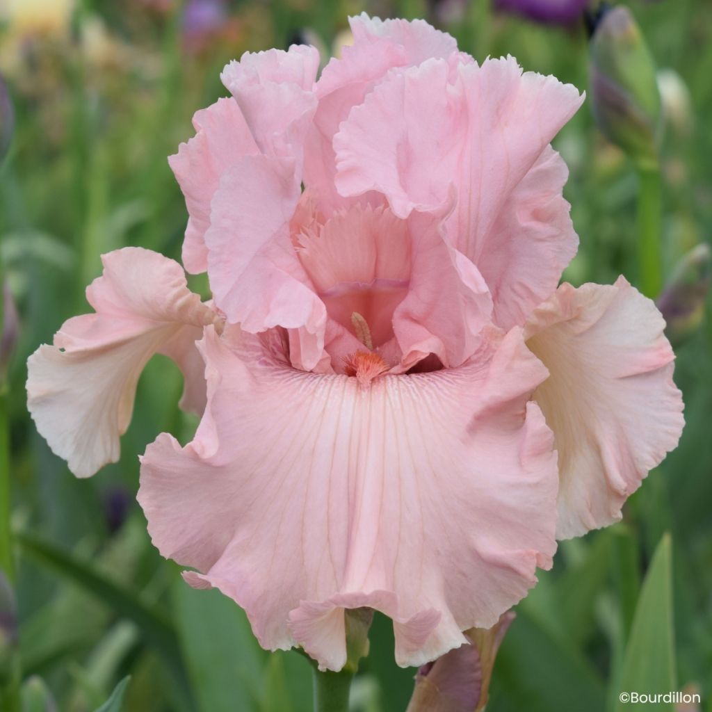 Iris Star Appeal - Schwertlilie