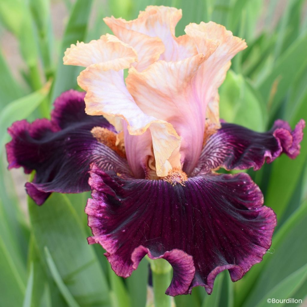 Iris Vanilla Berry - Schwertlilie