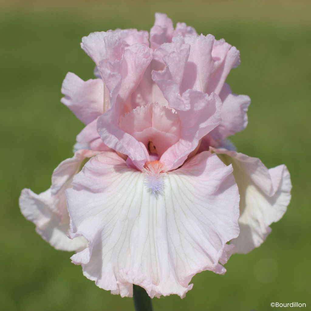 Iris Vanity Girl - Schwertlilie