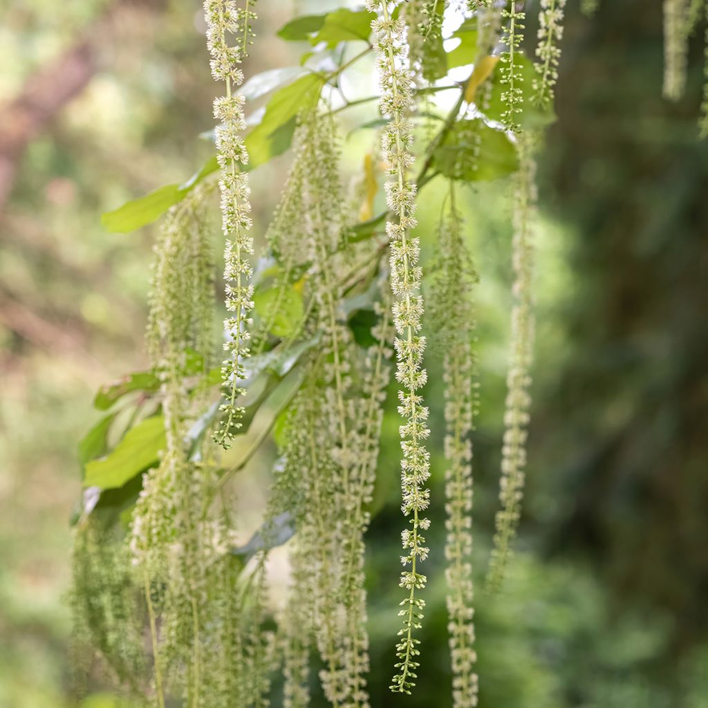 Itea ilicifolia - Stechpalmenblättrige Rosmarinweide