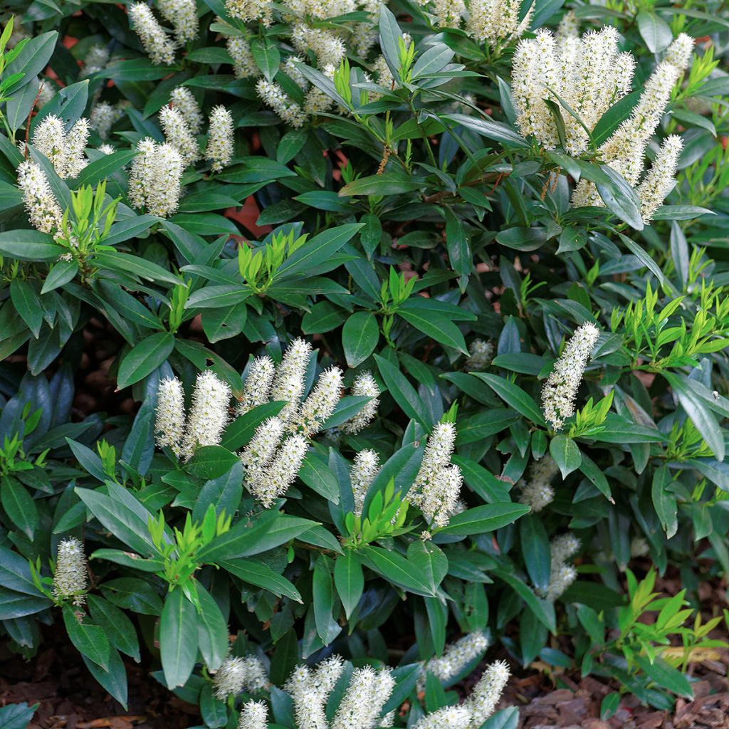 Itea virginica Little Henry - Viriginische Rosmarinweide