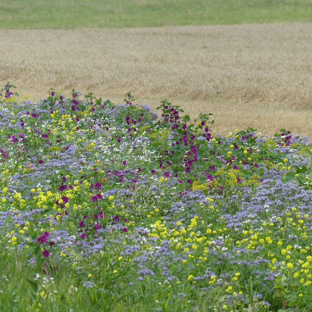 Bienenweide Tübinger