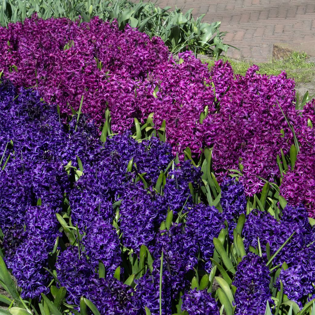 Hyazinthe Purple Sensation