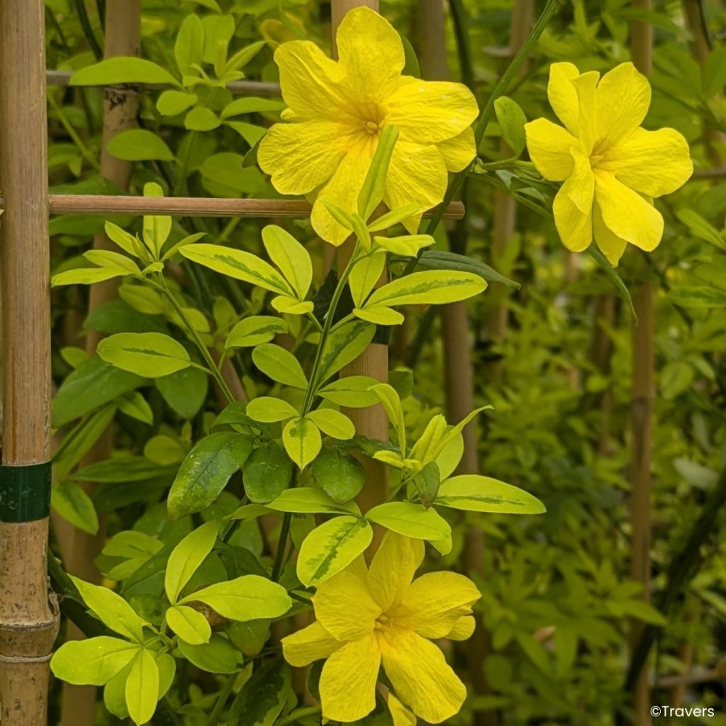Jasminum mesnyi Goldtouch - Primel-Jasmin