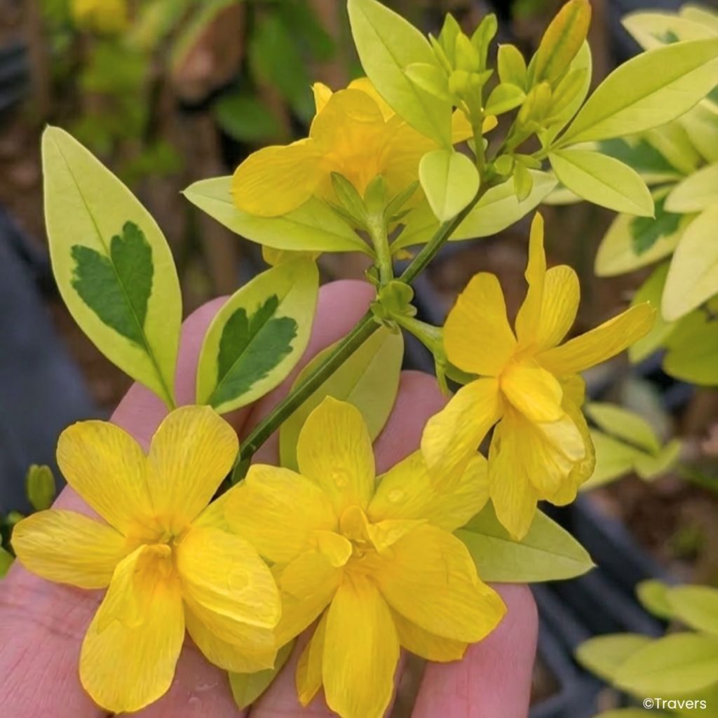 Jasminum mesnyi Goldtouch - Primel-Jasmin