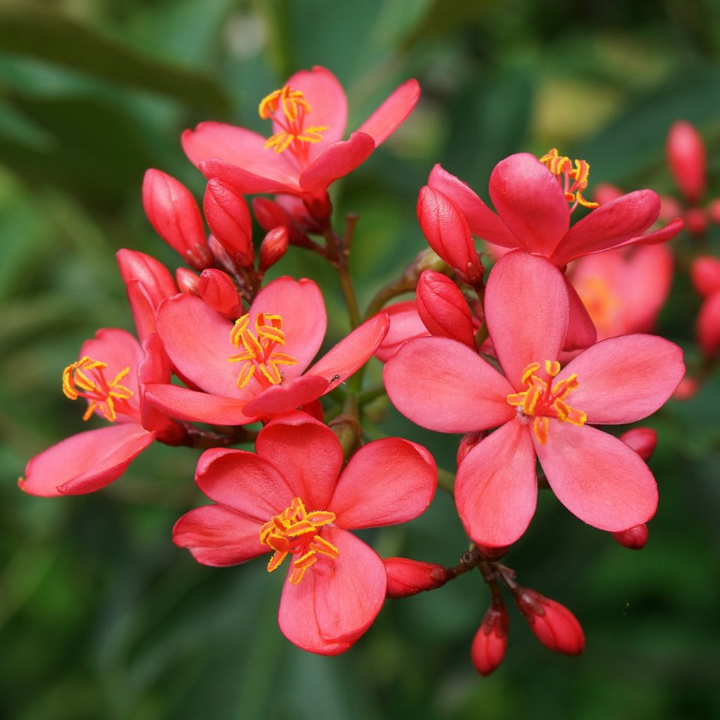 Jatropha integerrima - Purgiernuss